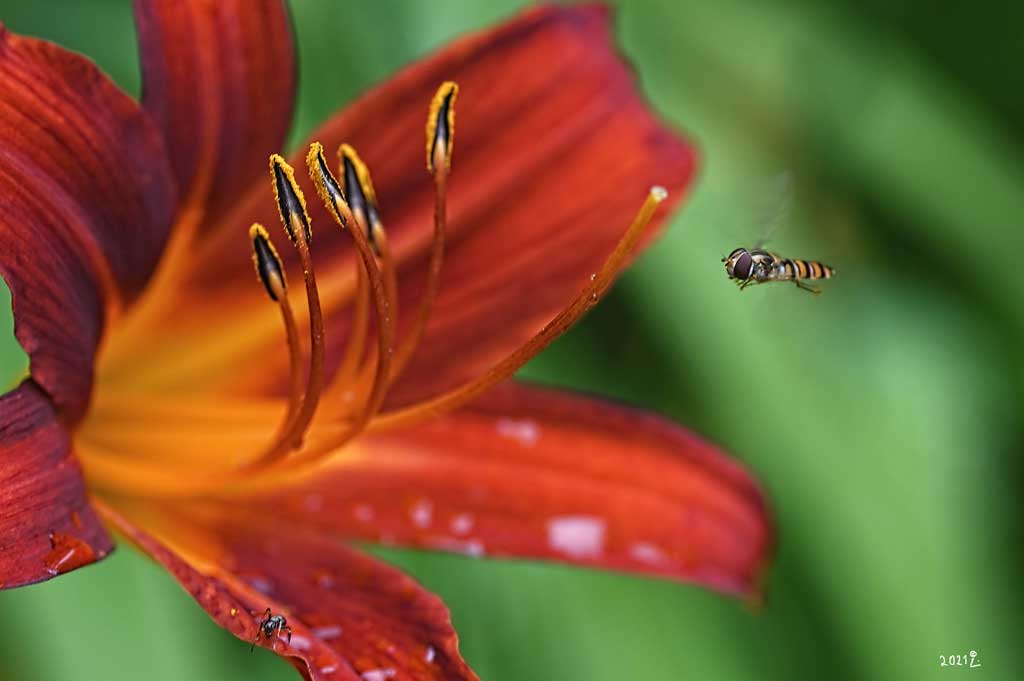 Biene im Anflug