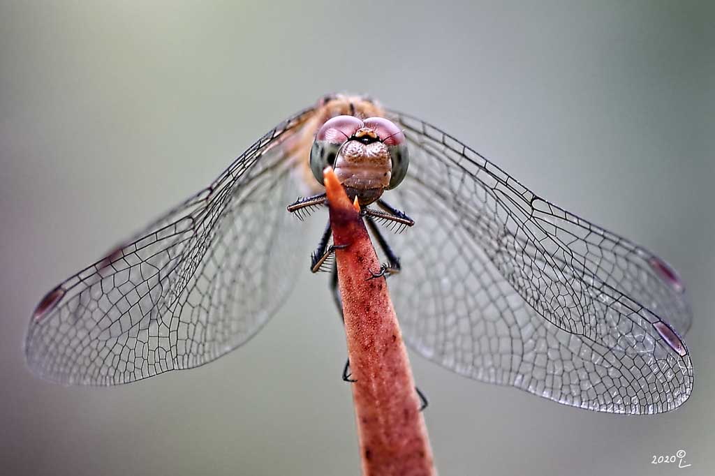 Libelle von vorne
