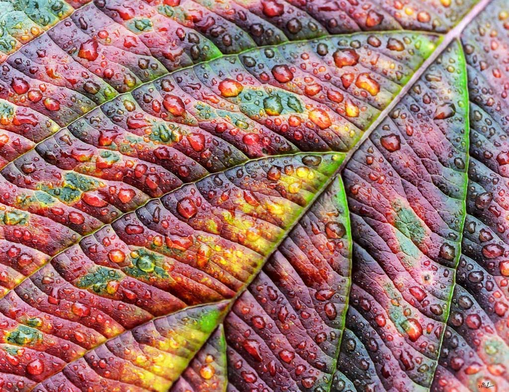 Farbiges Blatt mit Tropfen