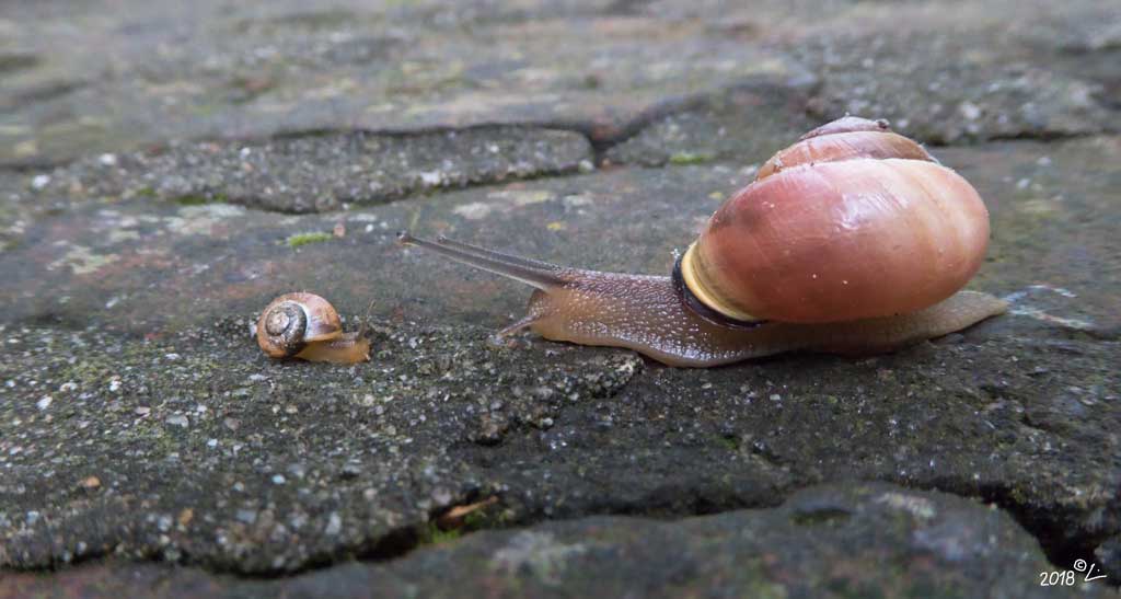 Große und kleine Schnecke