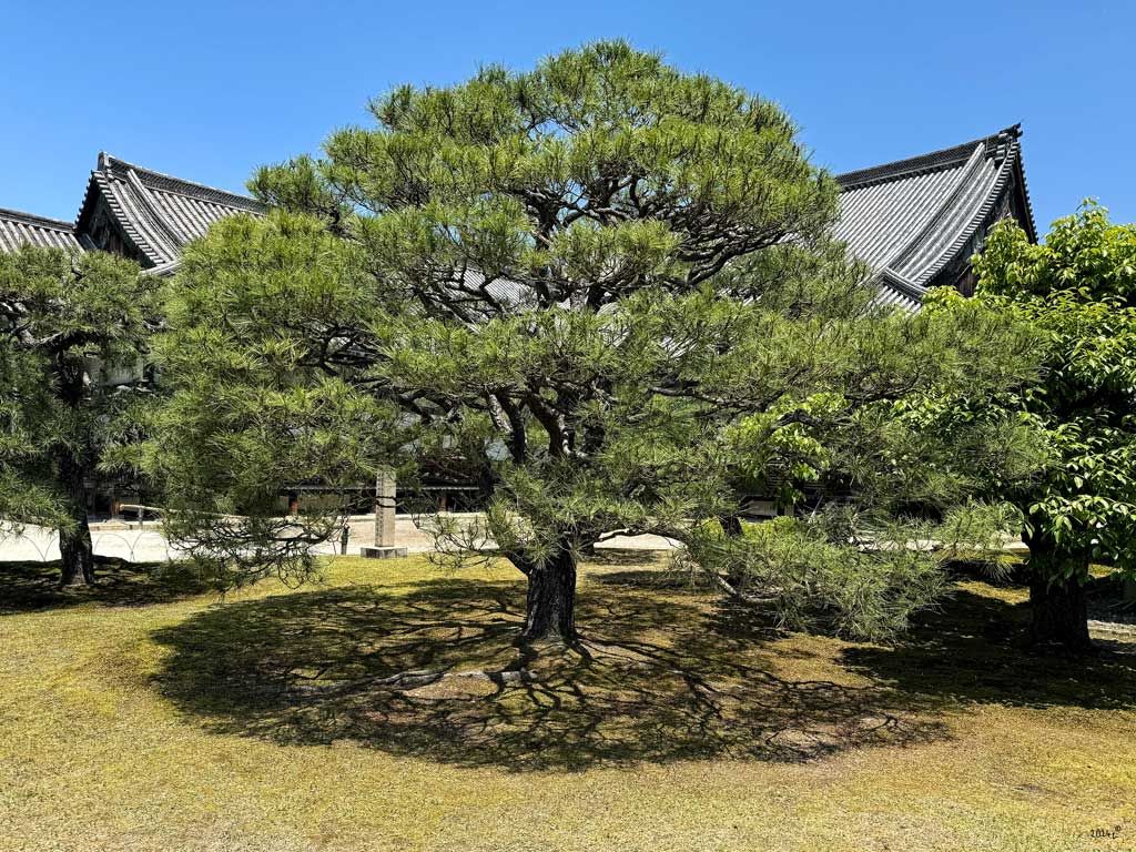 Schatten vom Baum im ehemalige Burg Rikyu Nijo Ninomaru Garten